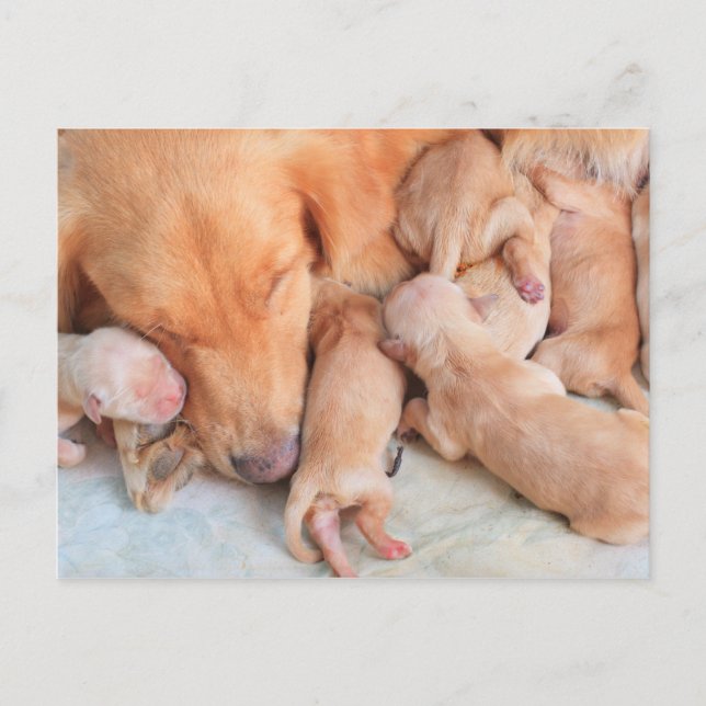 Cute Baby Puppies with Mother Postcard (Front)