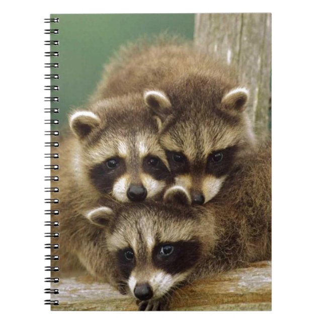 Cute Baby Raccoon Notebook (Front)