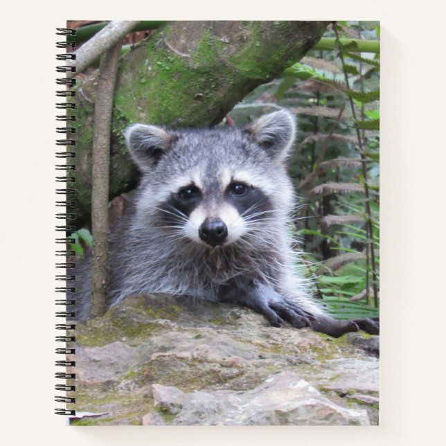 Cute Baby Raccoon Pic Notebook (Front)