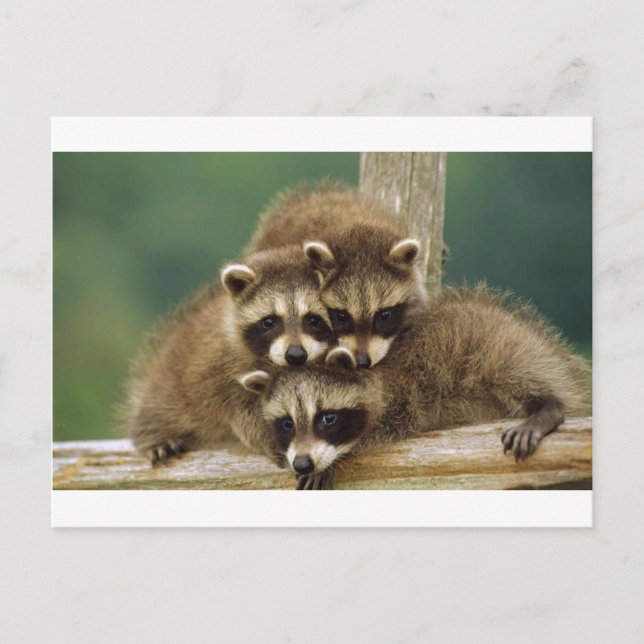 Cute Baby Raccoon Postcard (Front)