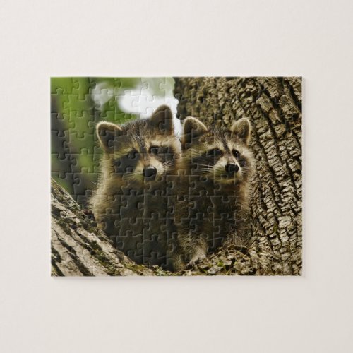 Cute Baby Raccoons Jigsaw Puzzle