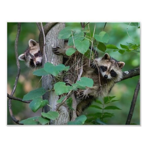 Cute Baby Raccoons Photo Print