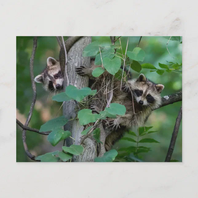 Cute Baby Raccoons Postcard Zazzle