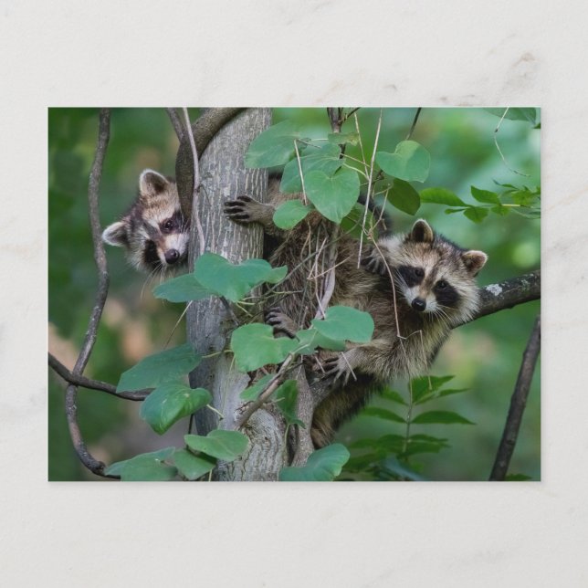 Cute Baby Raccoons Postcard (Front)