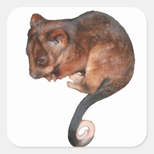 Cute Baby Ringtail Possum Square Sticker Zazzlecom