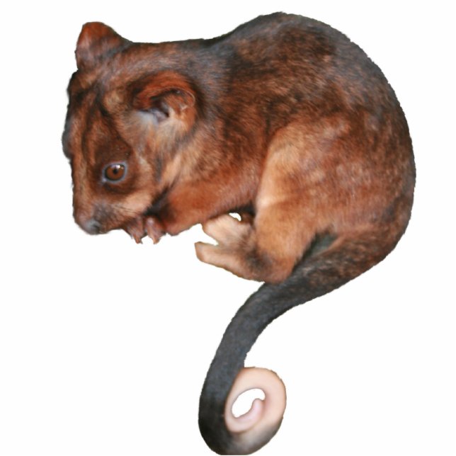 Cute Baby Ringtail Possum Statuette (Front)