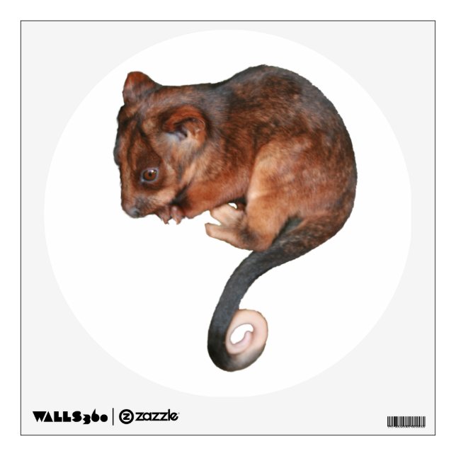 Cute Baby Ringtail Possum Wall Decal (Front)
