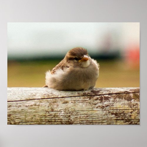 Cute Baby Sparrow Bird Photo Poster