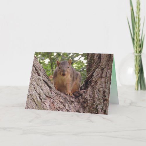 Cute Baby Squirrel in Tree Blank Card