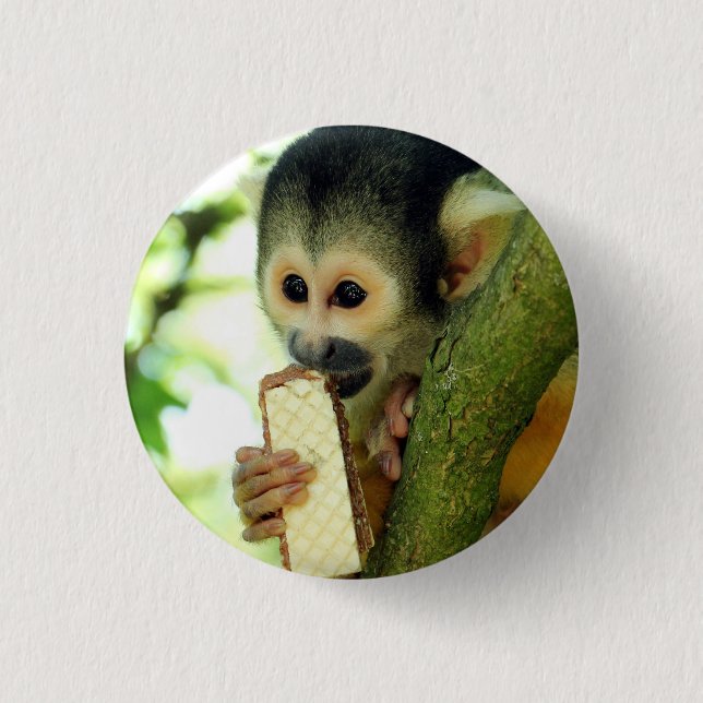 Cute Baby Squirrel Monkey Eating a Wafer Biscuit Button (Front)