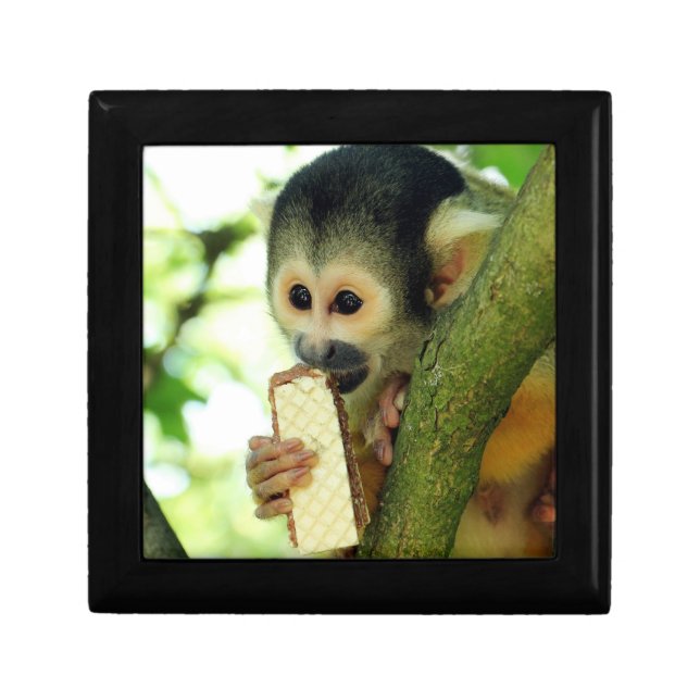 Cute Baby Squirrel Monkey Eating a Wafer Biscuit Gift Box (Front)