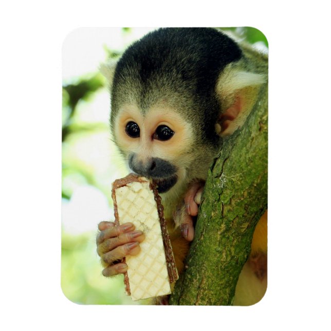 Cute Baby Squirrel Monkey Eating a Wafer Biscuit Magnet (Vertical)