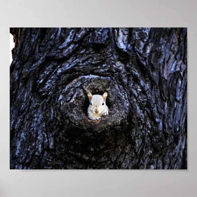 Cute Baby Squirrel Nature Wildlife Photography Poster (Front)