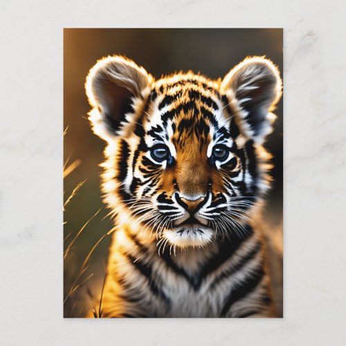 Cute Baby Tiger Cub Postcard