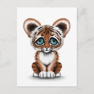Cute Baby Tiger Cub with Blue Eyes on White Postcard