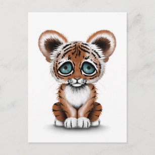 Adorable Baby Tiger Cub on White Postcard | Zazzle