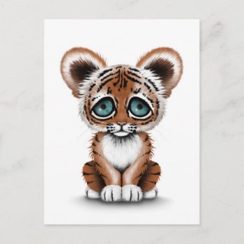 Cute Baby Tiger Cub With Blue Eyes On White Postcard by crazycreatures at Zazzle