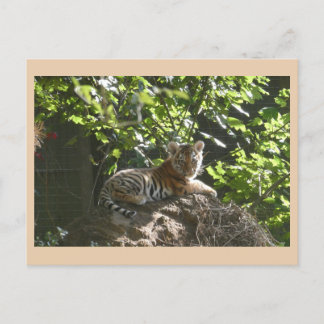 Cute Baby Tiger DIY Postcard