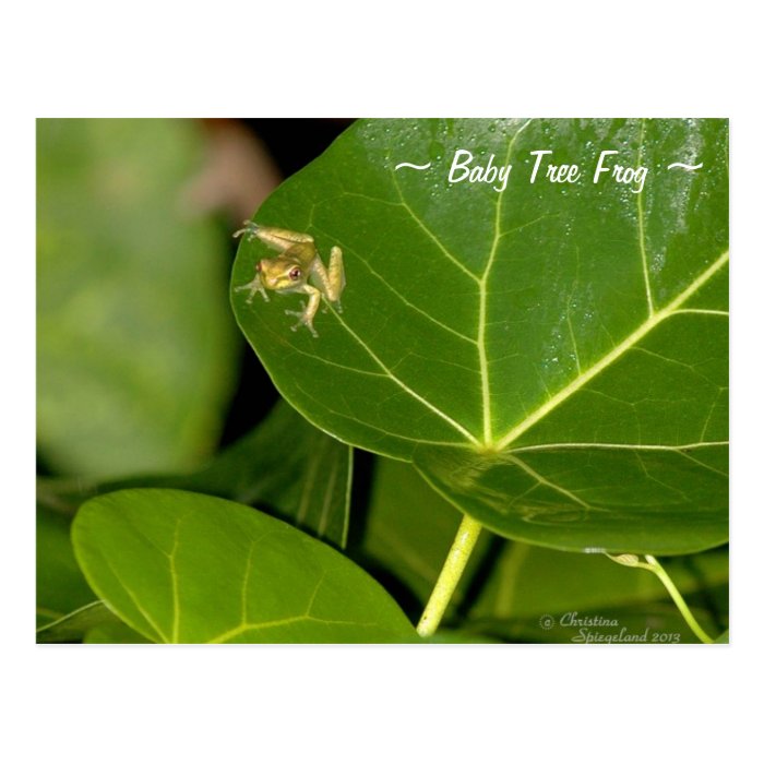 Cute baby tree frog Postcard