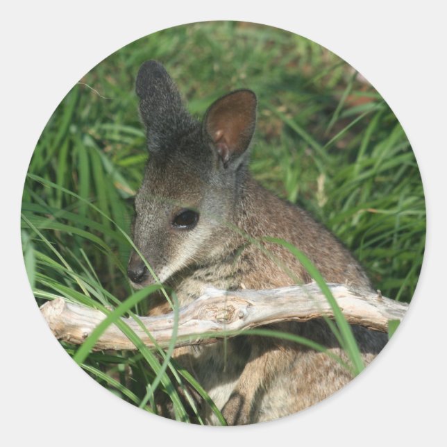 Cute Baby Wallaby Classic Round Sticker (Front)