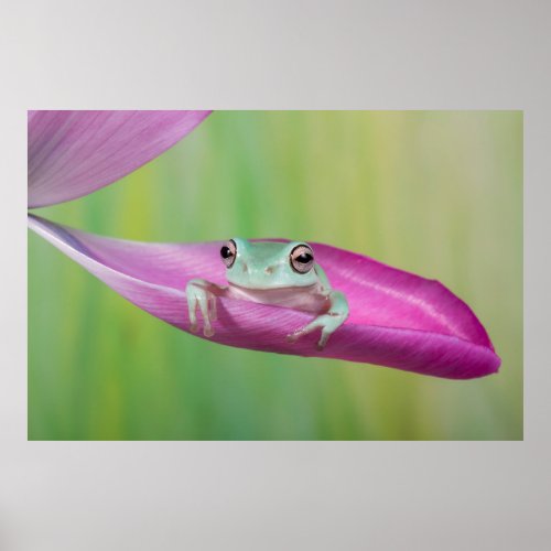Cute baby whites tree frog on tulip petal poster