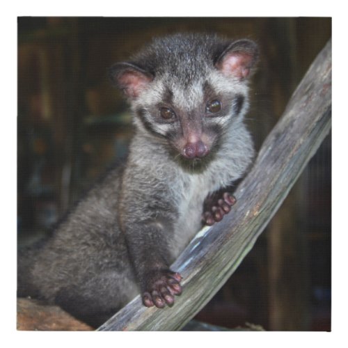 Cute baby wild civet cat faux canvas print