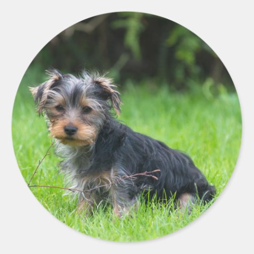 Cute baby yorkie puppy with sad eyes expression classic round sticker