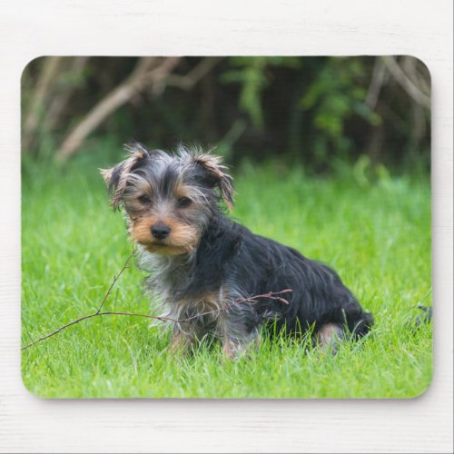 Cute baby yorkie puppy with sad eyes expression mouse pad