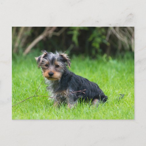 Cute baby yorkie puppy with sad eyes expression postcard