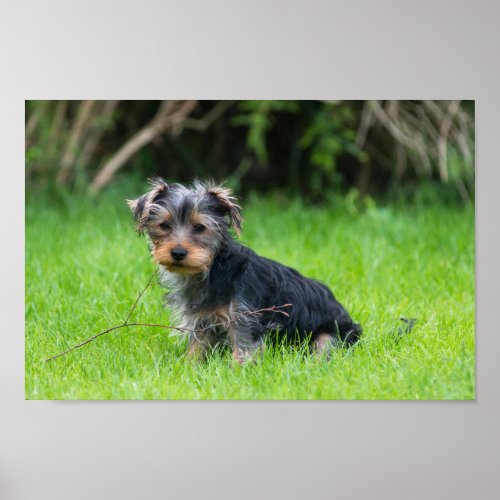 Cute baby yorkie puppy with sad eyes expression poster