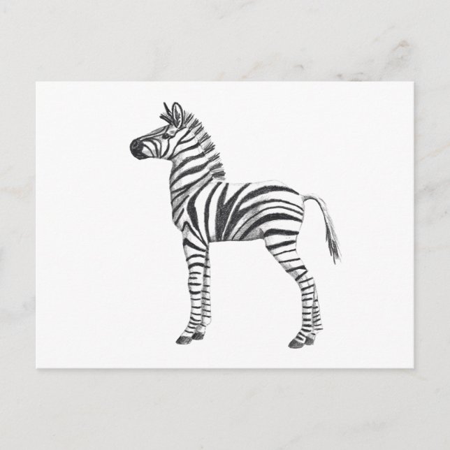 Cute Baby Zebra Drawing Postcard (Front)