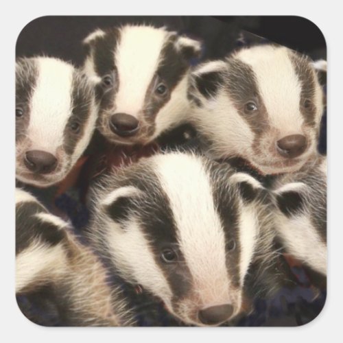 Cute Badger Cubs Square Sticker
