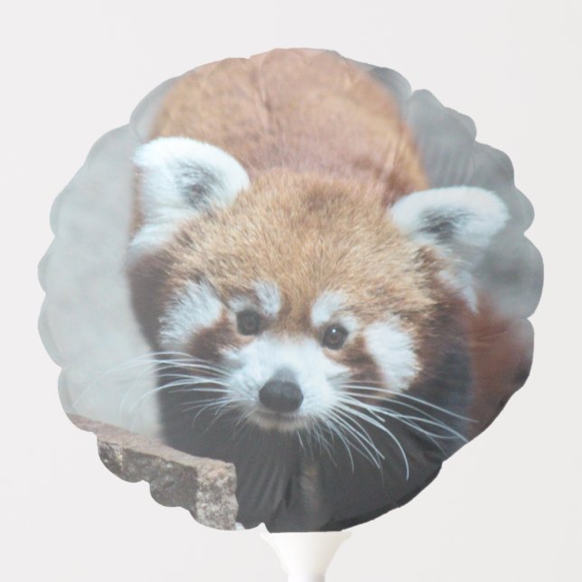 Cute Balloon (Front)