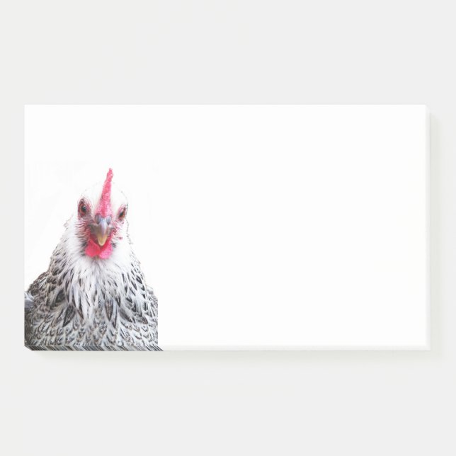 Cute Bantam Cochin Hen Photo 10x6 Notes (Front)