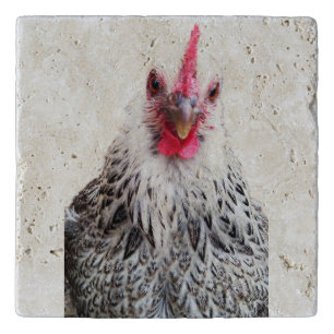 Cute Bantam Cochin Hen Photo Stone Trivet
