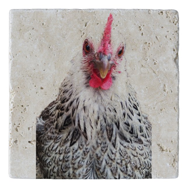 Cute Bantam Cochin Hen Photo Stone Trivet (Front)