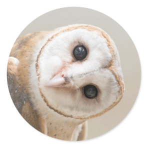 Cute Barn Owl Classic Round Sticker