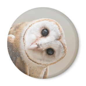 Cute Barn Owl Magnet
