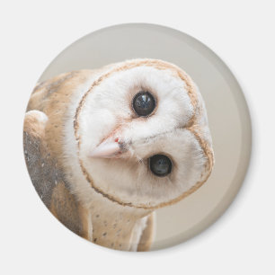 Cute Barn Owl Magnet