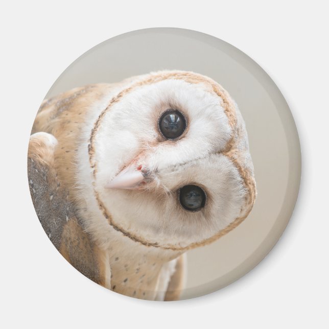 Cute Barn Owl Magnet (Front)