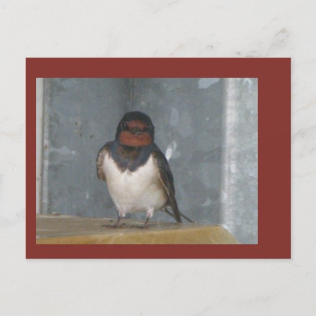 Cute Barn Swallow Close Up Cust. DIY Postcard (Front)