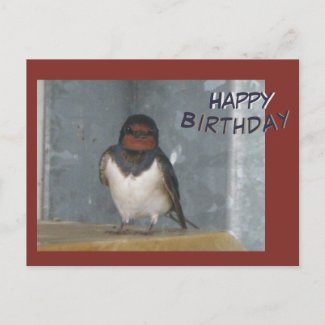 Cute Barn Swallow Cust.Happy Birthday Postcard