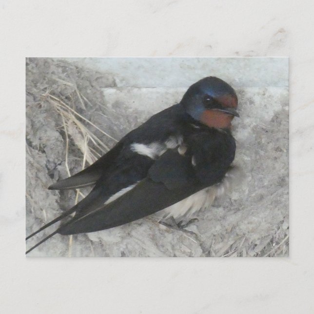 Cute Barn Swallow on Nest DIY Postcard (Front)