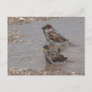 Cute Bathing Sparrows DIY Postcard