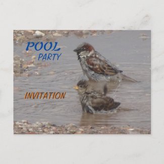 Cute Bathing Sparrows Party Invitation Postcard