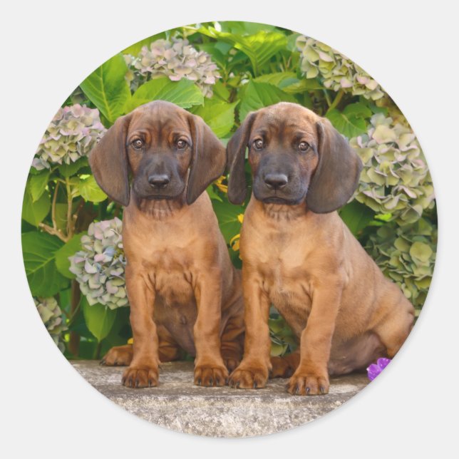 Cute Bavarian Mountain Hound Puppies with Flowers Classic Round Sticker (Front)