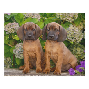 Cute Bavarian Mountain Hound Puppies with Flowers Faux Canvas Print