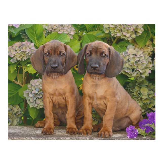Cute Bavarian Mountain Hound Puppies with Flowers Faux Canvas Print (Front)