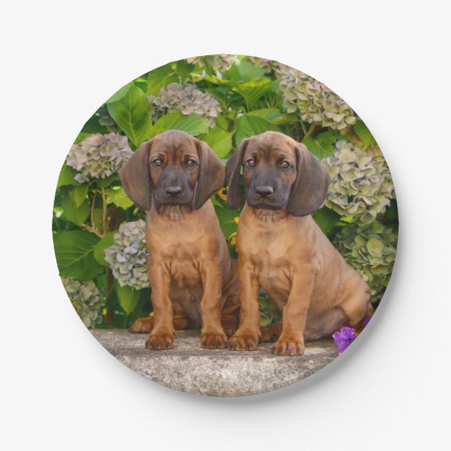 Cute Bavarian Mountain Hound Puppies with Flowers Paper Plates (Front)