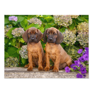 Cute Bavarian Mountain Hound Puppies with Flowers Photo Print